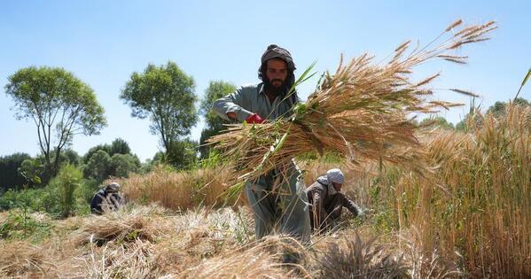 Afghan farmers rebuild their fields