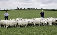 Grass-fed stock key to success of family farm