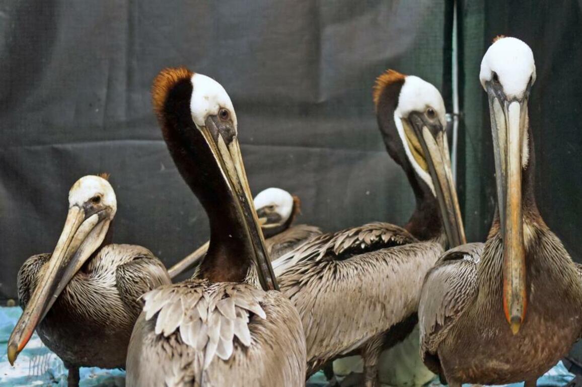 Pelicans fall victim to toxic algae bloom across Southern California