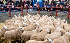 Livestock throughput figures encouraging during period of falling stock numbers