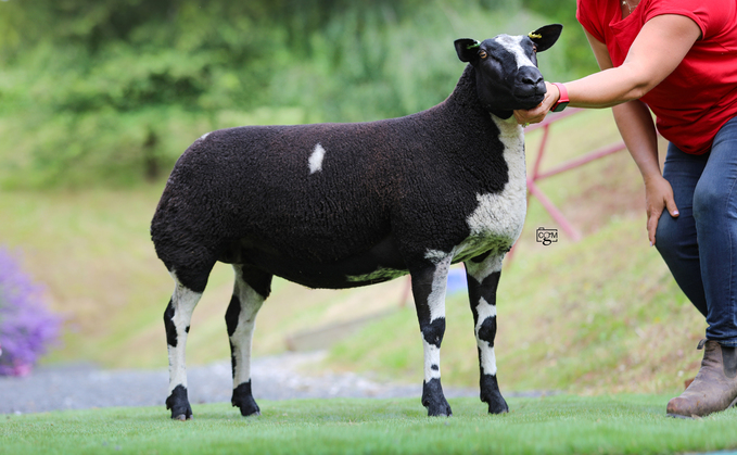 Dutch Spotted, Dorset and Berrichon sheep all sell at Worcester