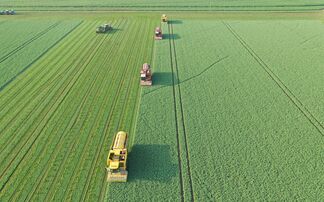 New satellite project hopes to pin-point perfect time for pea harvest 