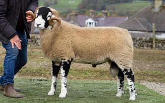 Swaledale rams top at £62,000