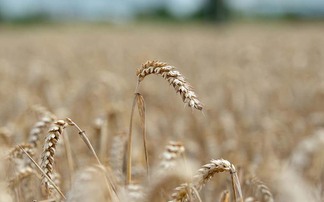 Global focus as harvest ends