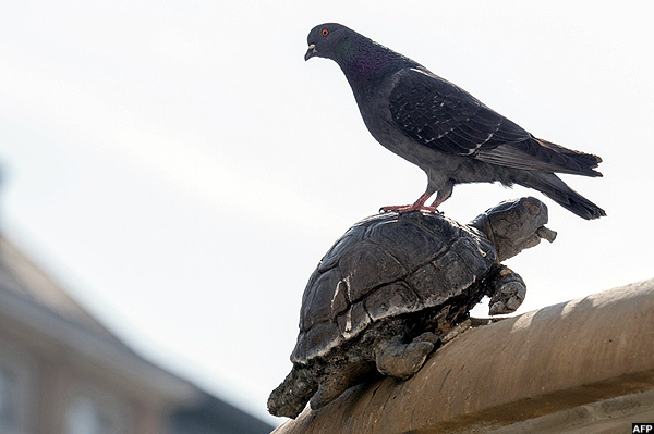   pigeon rests at the top of a turtle statue at a fountain in front of the lovak ational heatre in ratislava lovakia