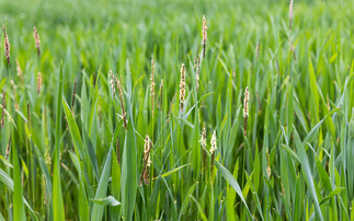 How to tame weeds in low disturbance systems