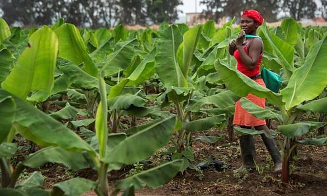 'Green fuel': Bananas to help wean Angola off oil 'Green fuel': Bananas to help wean Angola off oil
