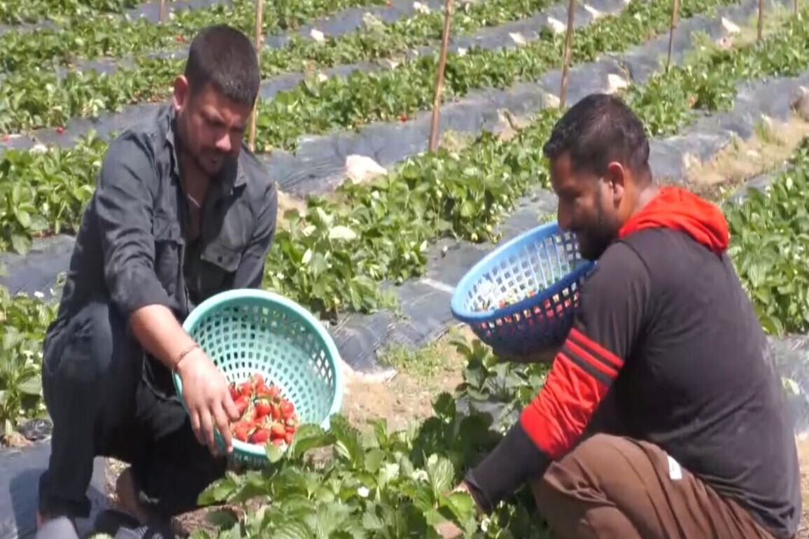 J-K: Udhampur's strawberry revolution: local youth turns entrepreneur with government support, creates jobs