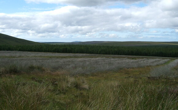Felled plantation to restore peatland | Credits: LHOON via Creative Commons