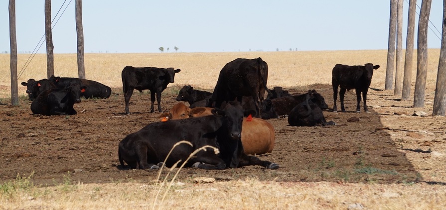 Research in the Northern Territory has shown heifers can benefit from the provision of shade when it comes to calving rates.