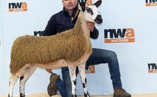 Diamond Delights top at 8,000gns at J36