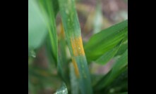  Stripe rust has been detected in wheat in Victoria. Image courtesy Agriculture Vicotria.