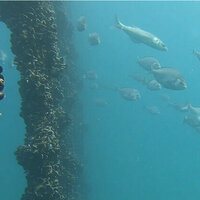 Mussel power: how an offshore shellfish farm is boosting marine life