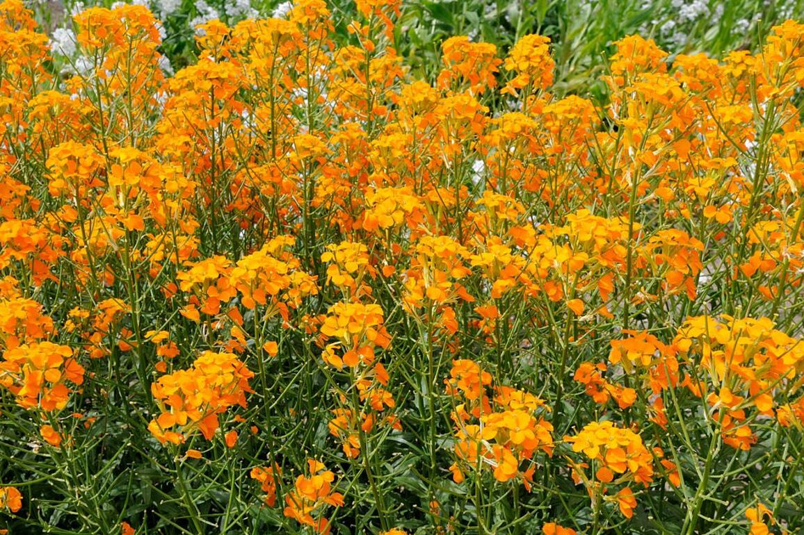 A burst of sunshine- Hardy and resilient, wall flowers bring vibrant colour to beds and borders
