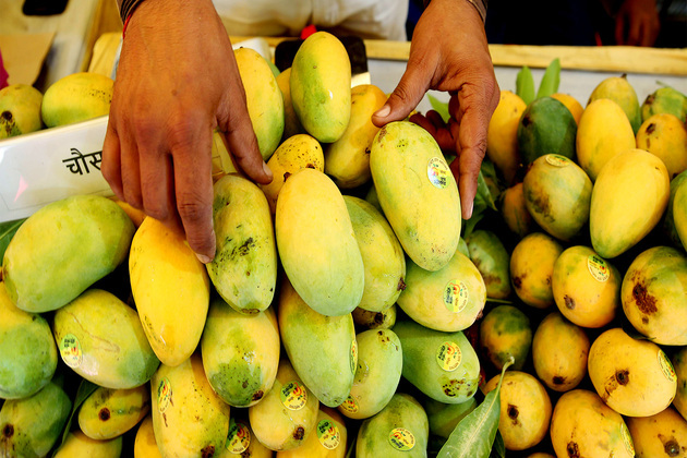 Govt facilitates shipment of Banganapalle mangoes to Singapore, Farmers earn twice of domestic price