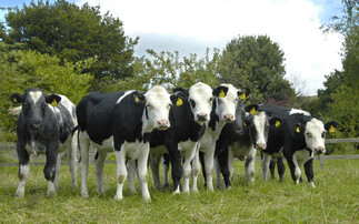 New five-year GB Calf Strategy launched