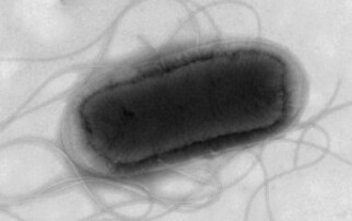 Over 110 cases of E-coli reported in just 10 days