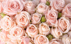 MIP leads €2m series-A for flower delivery startup Colvin
