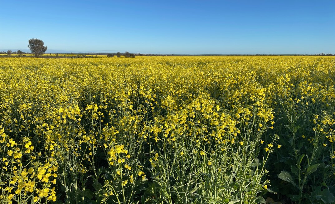 AIA has received $6.4million to keep its carbon accounting platform free for primary producers to use.