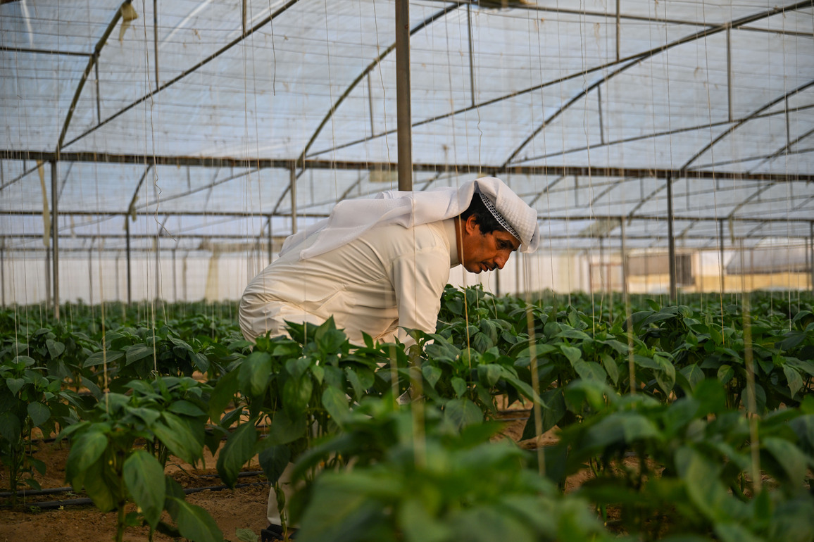 KUWAIT-AHMADI GOVERNORATE-FARM-CHINESE TECHNOLOGY
