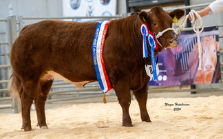 Heifers dominate Beef Expo line-up