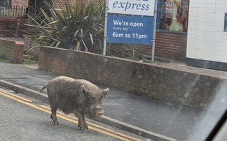 Loose pig trotting streets of Wigan