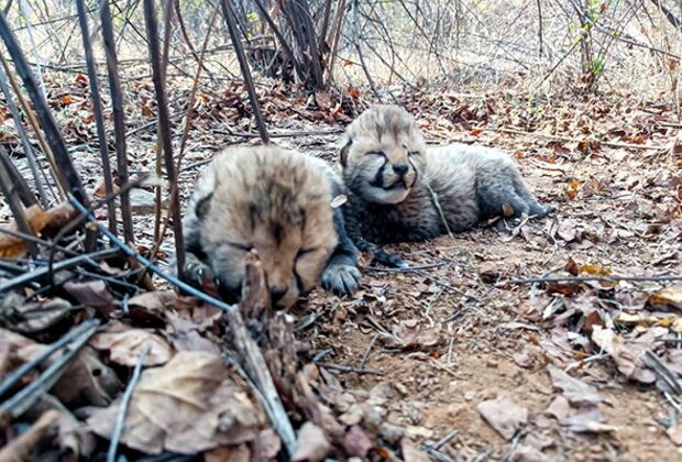 Madhya Pradesh: Cheetah family in India grows to 26 as Kuno welcomes 2 new cubs