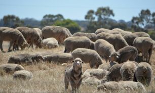 WAMMCO receives $12m loan to boost its sheep and lamb processing capacity.