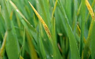 Lack of rain prompts barley stress disease warning