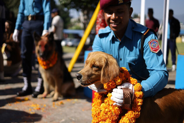 Kukur Tihar: Nepal honours dogs with garlands, feasts, and VIP treatment in unique festival