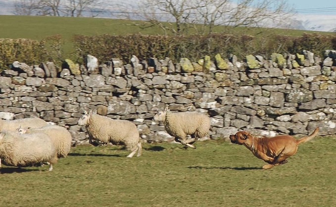 The force confirmed that the dogs could have been in the field chasing and attacking the sheep for hours. (Generic)