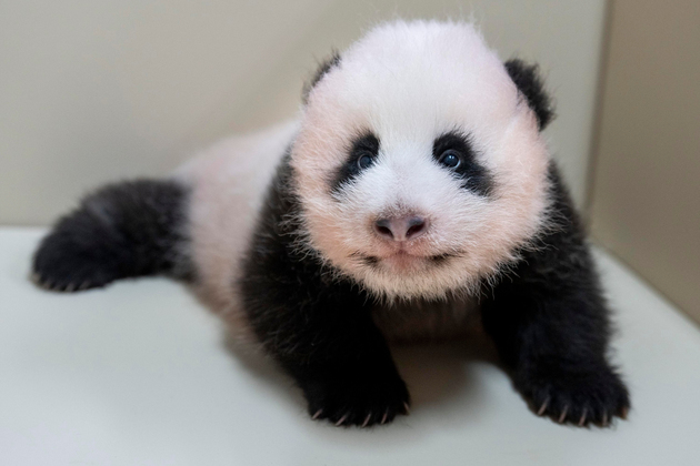 SOUTH KOREA-EVERLAND-GIANT PANDA CUB