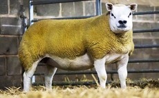 Texel Christmas Stars shine to 38,000gns