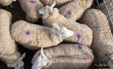 Unclear how US lamb deal will benefit Scots producers