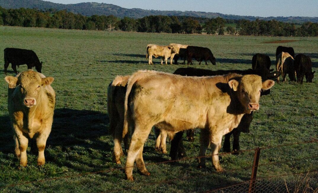 Young, virgin bulls are most at risk of contracting herpes-related diseases such as balanoposthitis. 