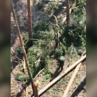 Russian soldier catches Ukrainian drove with bare hands (VIDEO)