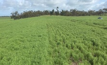 Chicken litter helping sandy soils in South Australia