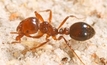 High alert for red fire ants in NSW