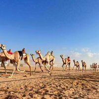 Egypt hosts first preliminary camel race
