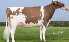 Auction mart sales round-up: Pedigree Holstein to 11,000gns; Aberdeen-Angus production sale, pedigree sheep showcase to 拢8,200 and Gisburn dairy to 拢3,700