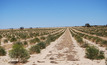 Mallee jet fuel research to benefit environment and growers