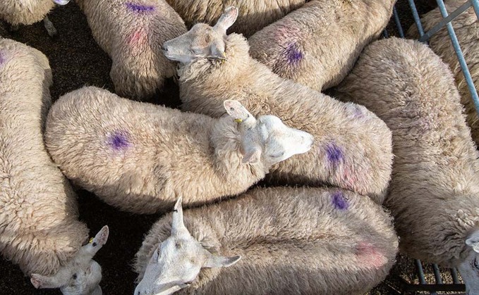 Lamb prices still well ahead of last year