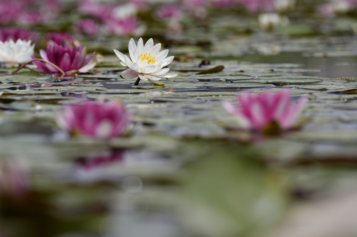 CHINA-NINGXIA-YINCHUAN-WATER LILIES (CN)