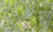 India has suspended its chickpea tariffs until March 2025. Photo by Grains Research and Development (GRDC), courtesy of Grains Australia.