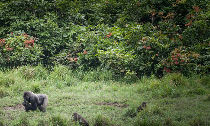 Just like humans, gorillas form 'complex societies' Just like humans, gorillas form 'complex societies'