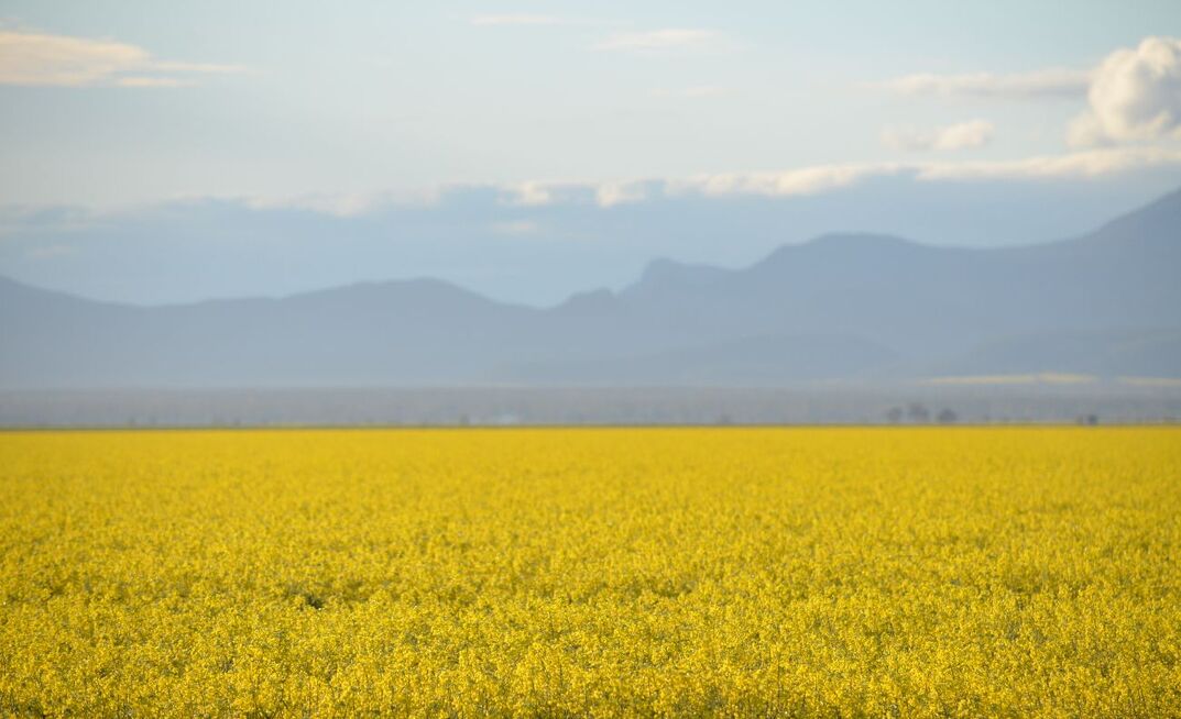 Excellent yields are expected from areas of northern New South Wales and Queensland, like this canola crop near Moree, NSW. 