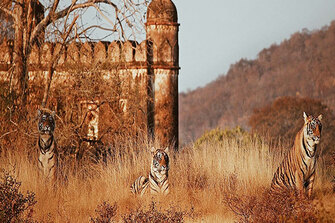 Rajasthan: Tigress and Cubs Stray into Agricultural Fields near Ranthambore National Park