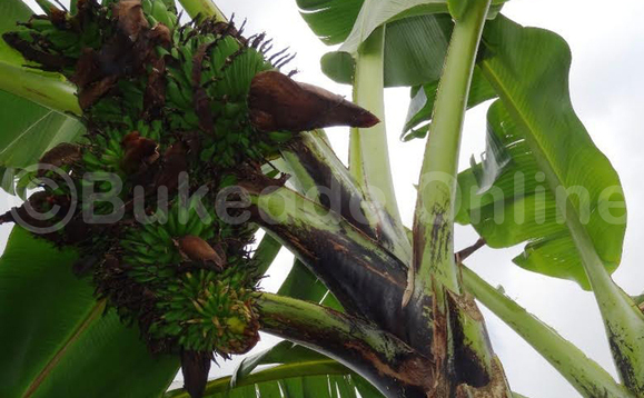 Ekitooke ekifuuse eky'obulambuzi Ekitooke ekifuuse eky'obulambuzi