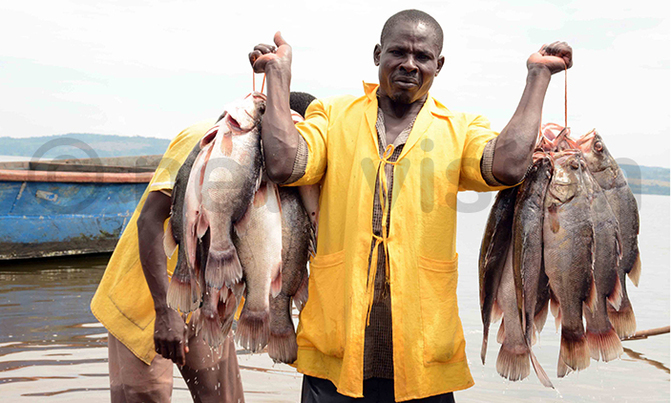 Fish prices drop by 12% Fish prices drop by 12%
