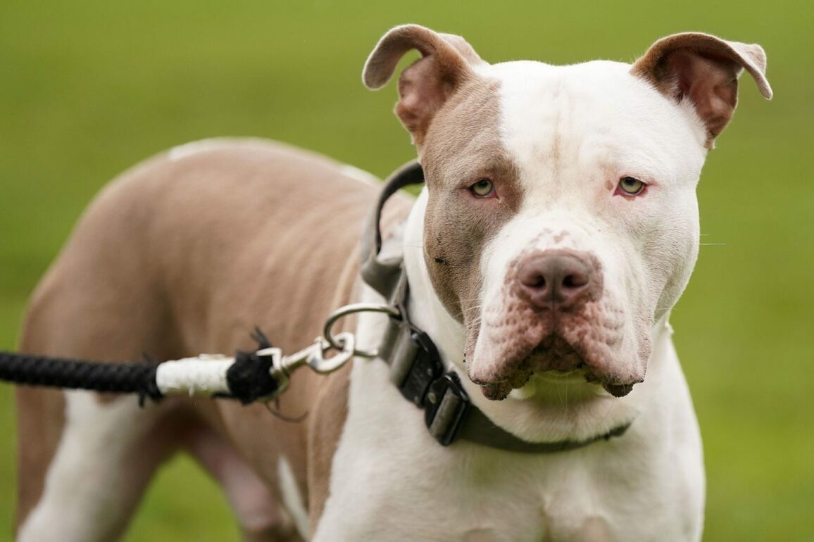 Aberdeen police reveal XL Bully cases in danger dog report